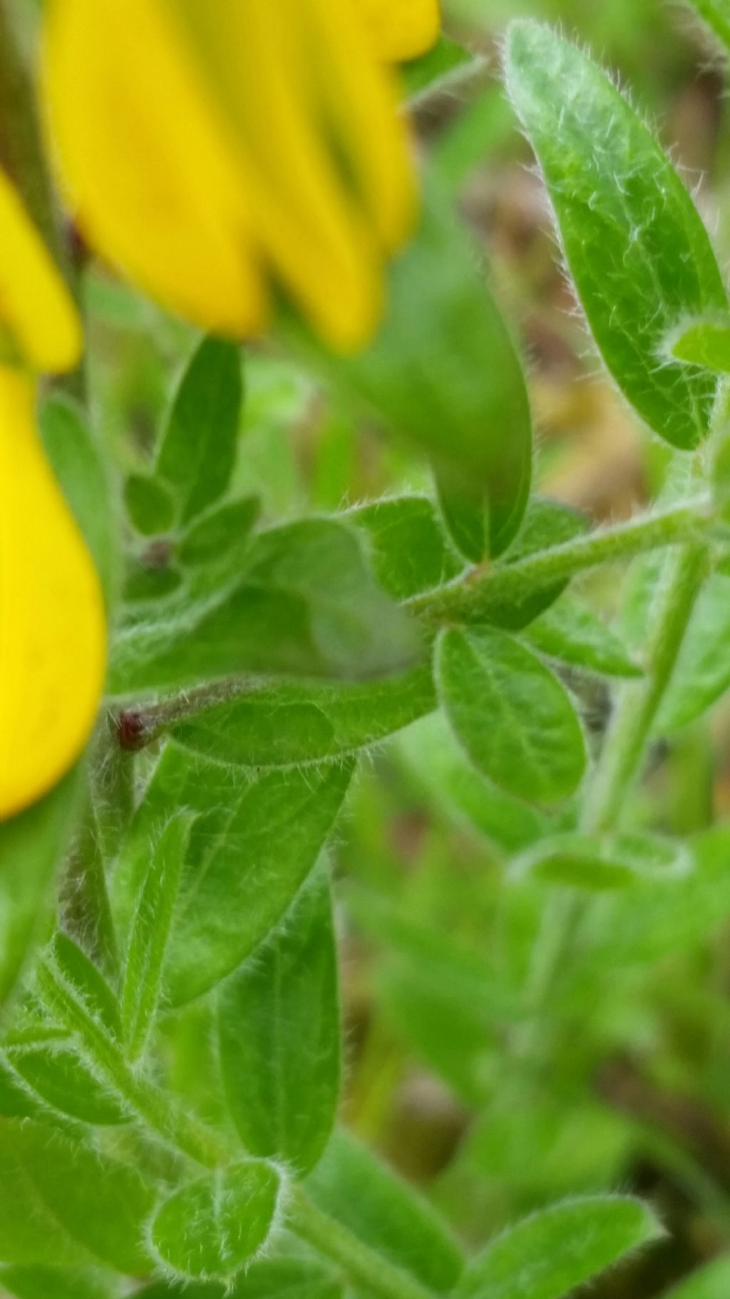 Genista tinctoria  (Fabaceae)