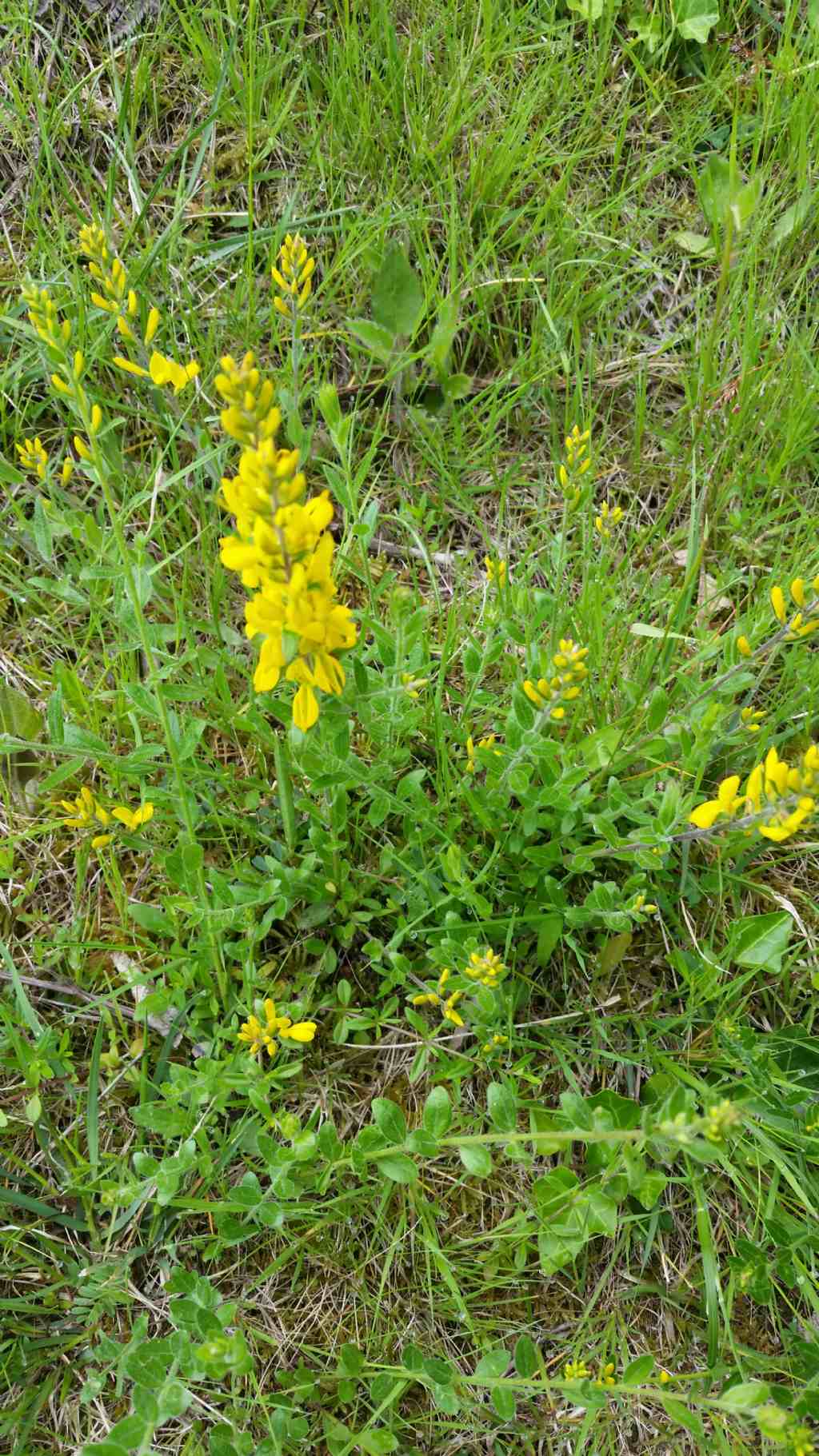 Genista tinctoria  (Fabaceae)