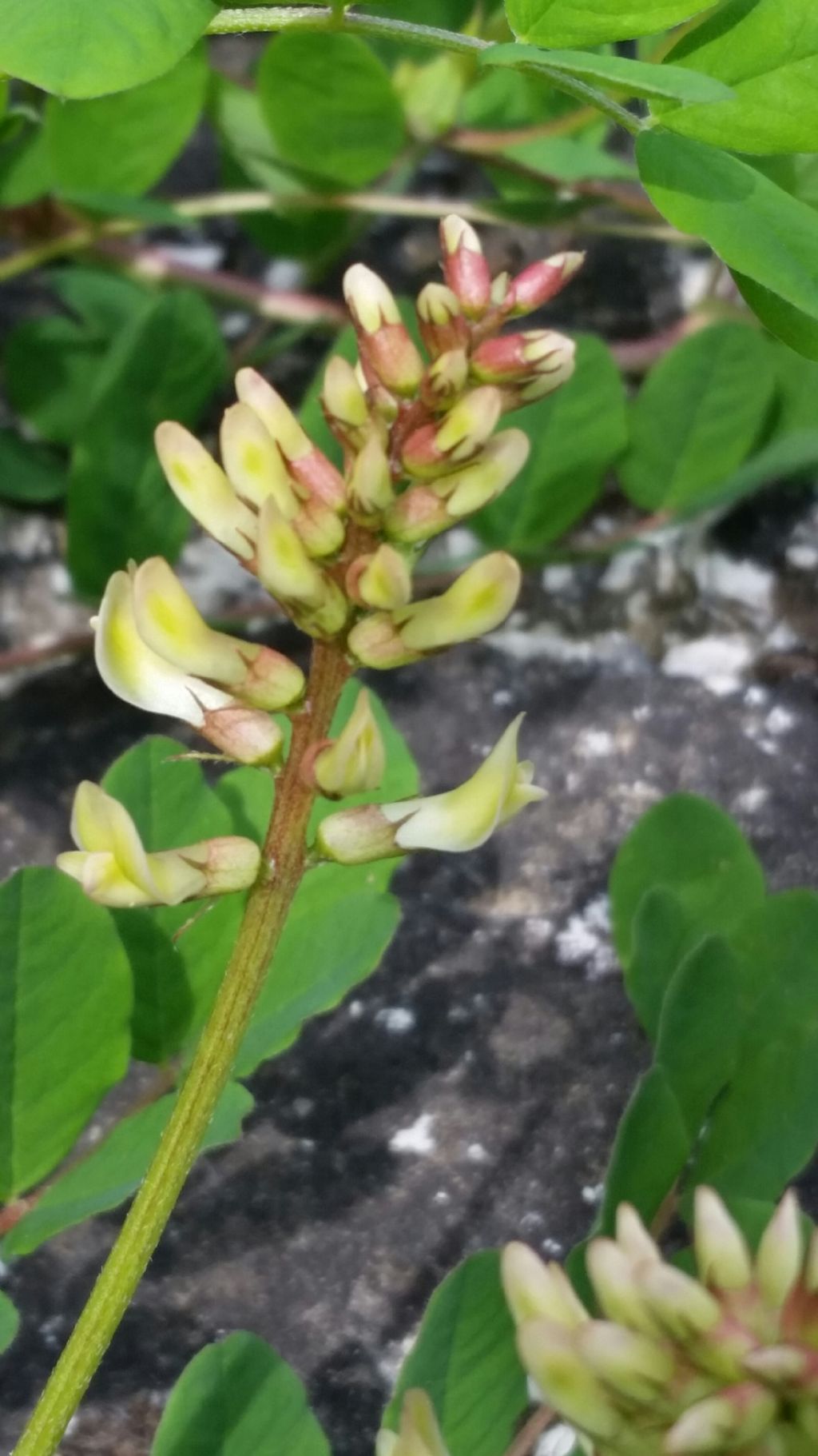 Astragalus glycyphyllos (Fabaceae)