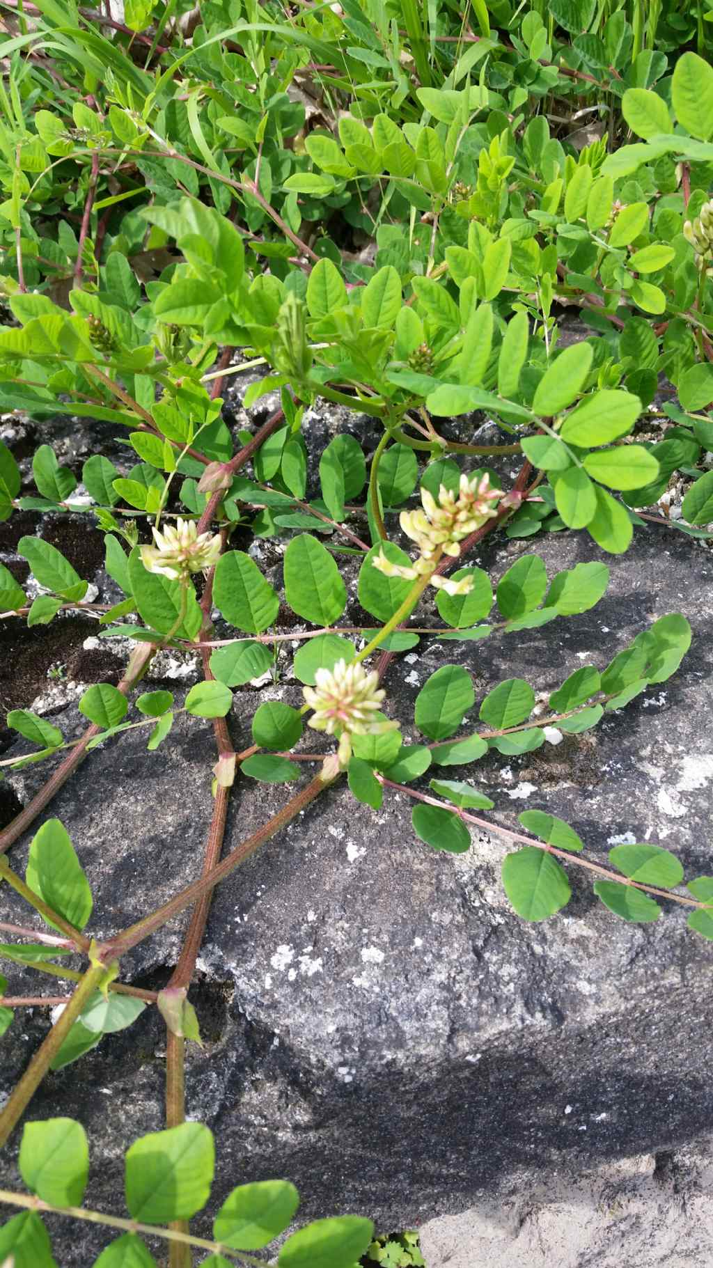 Astragalus glycyphyllos (Fabaceae)