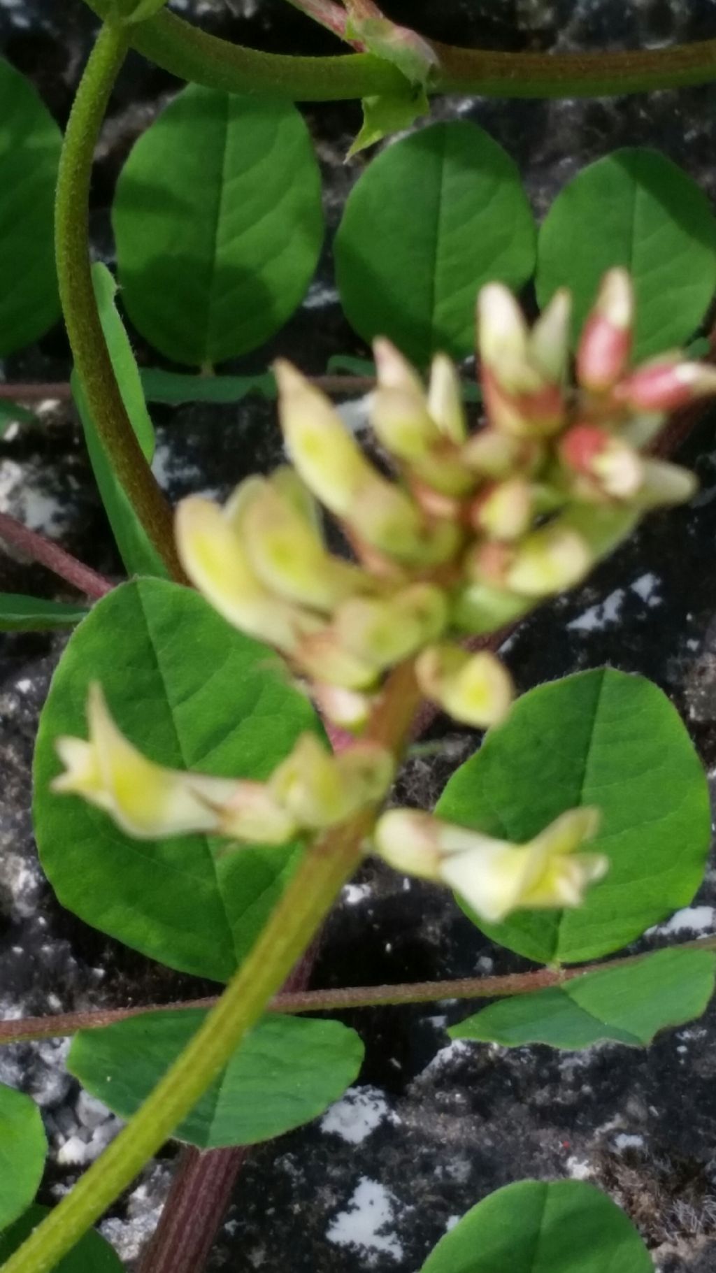 Astragalus glycyphyllos (Fabaceae)