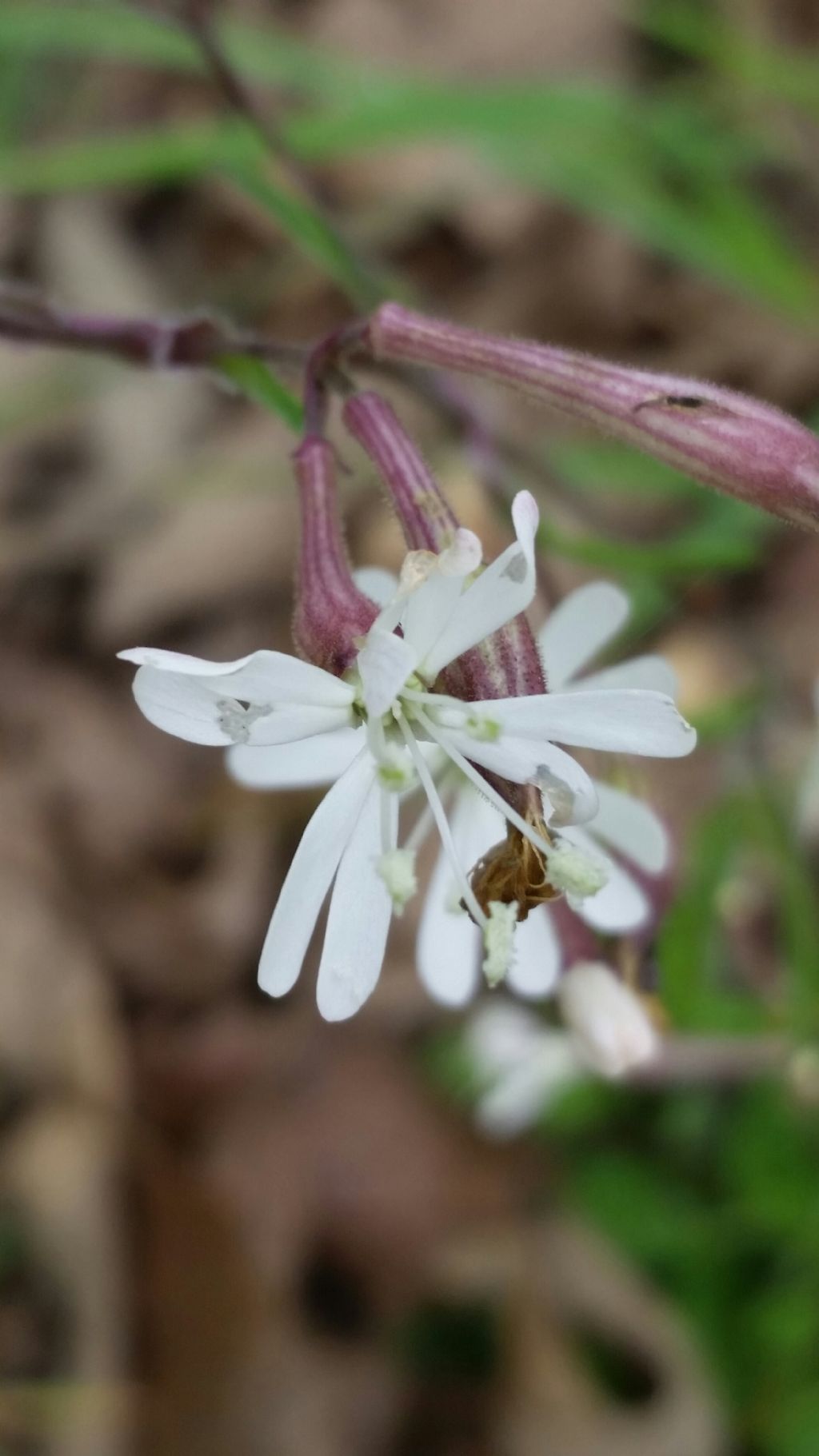 Silene sp. (Caryophyllaceae)