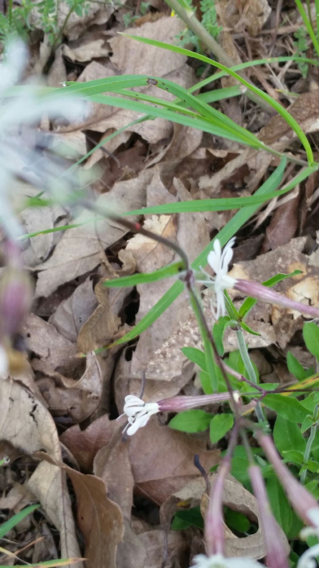 Silene sp. (Caryophyllaceae)