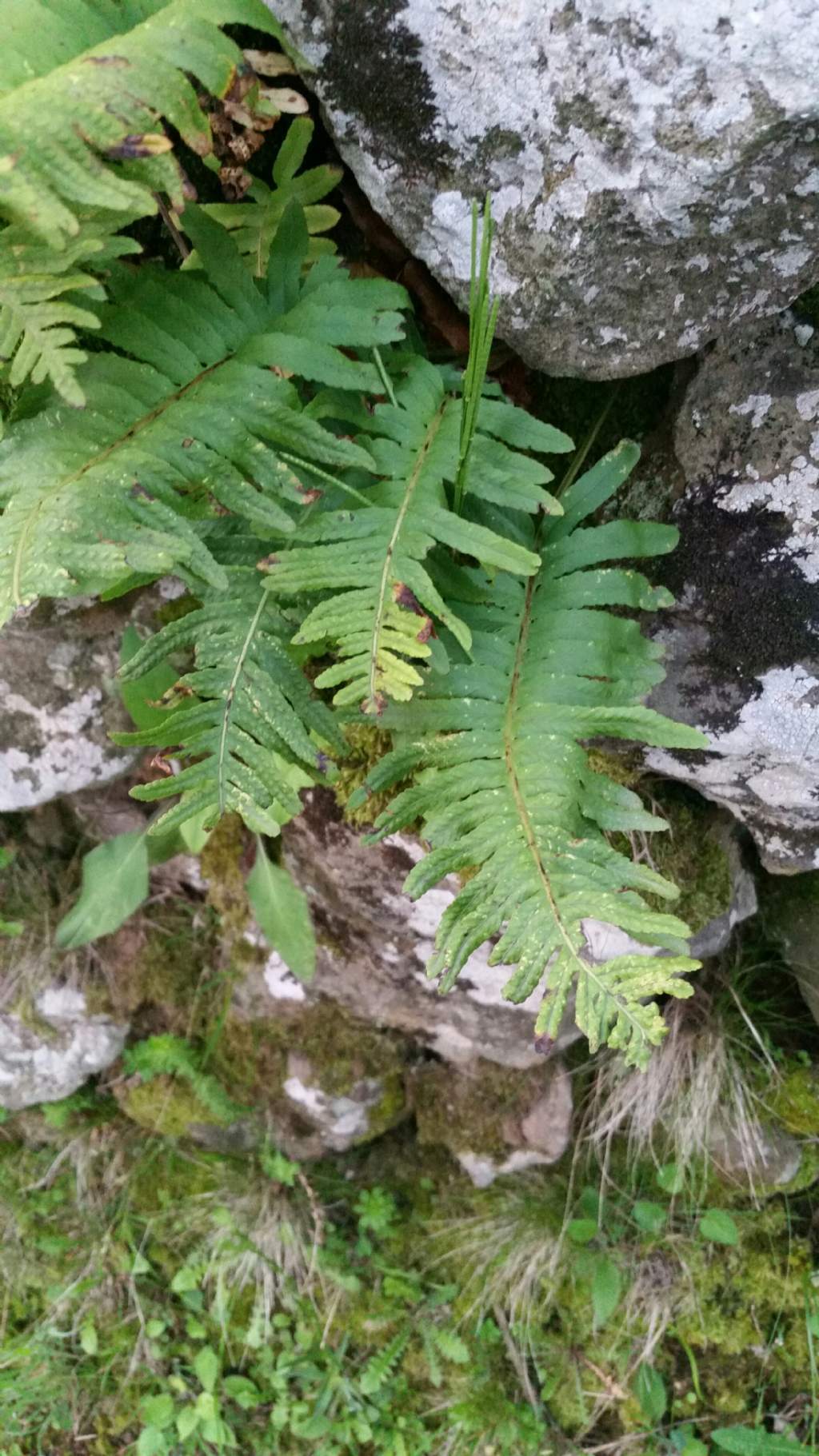 Polypodium interjectum / Polipodio sottile