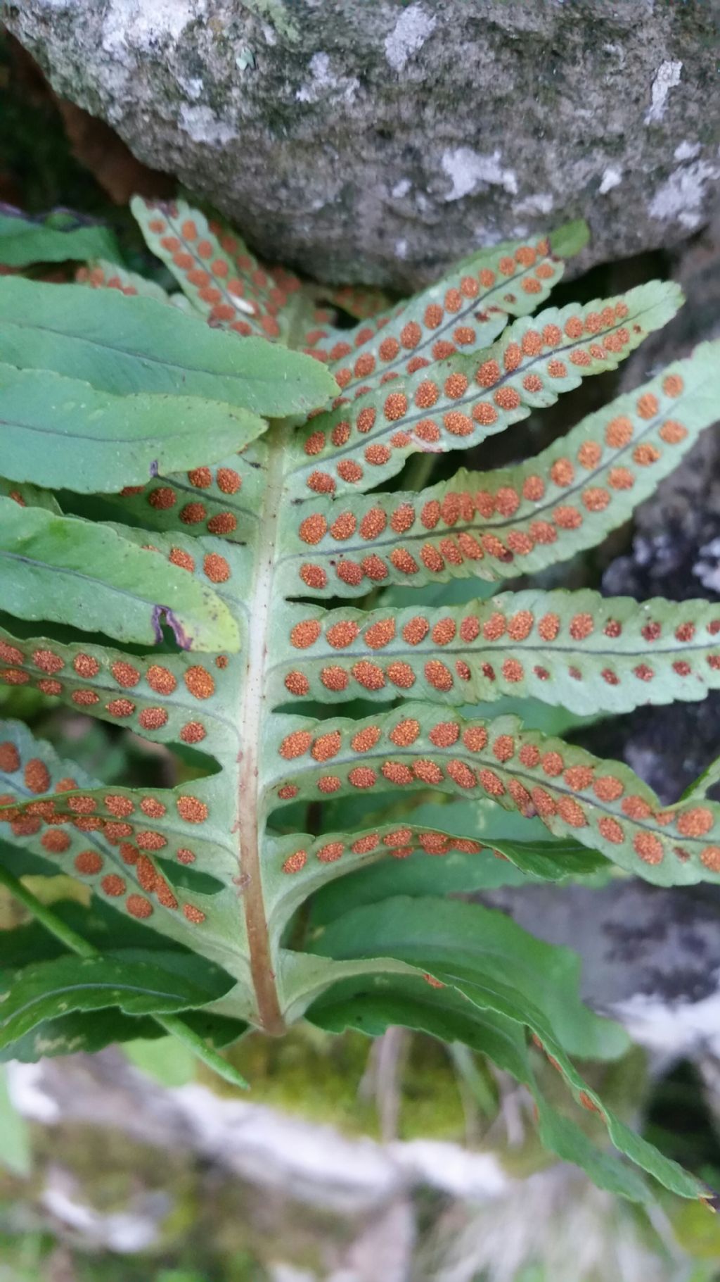 Polypodium interjectum / Polipodio sottile