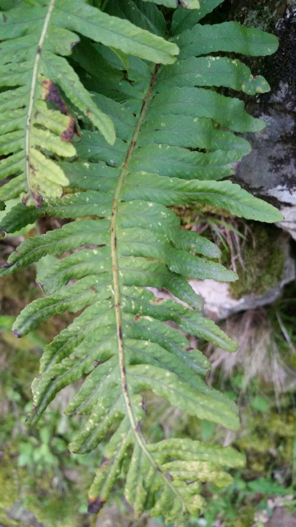 Polypodium interjectum / Polipodio sottile