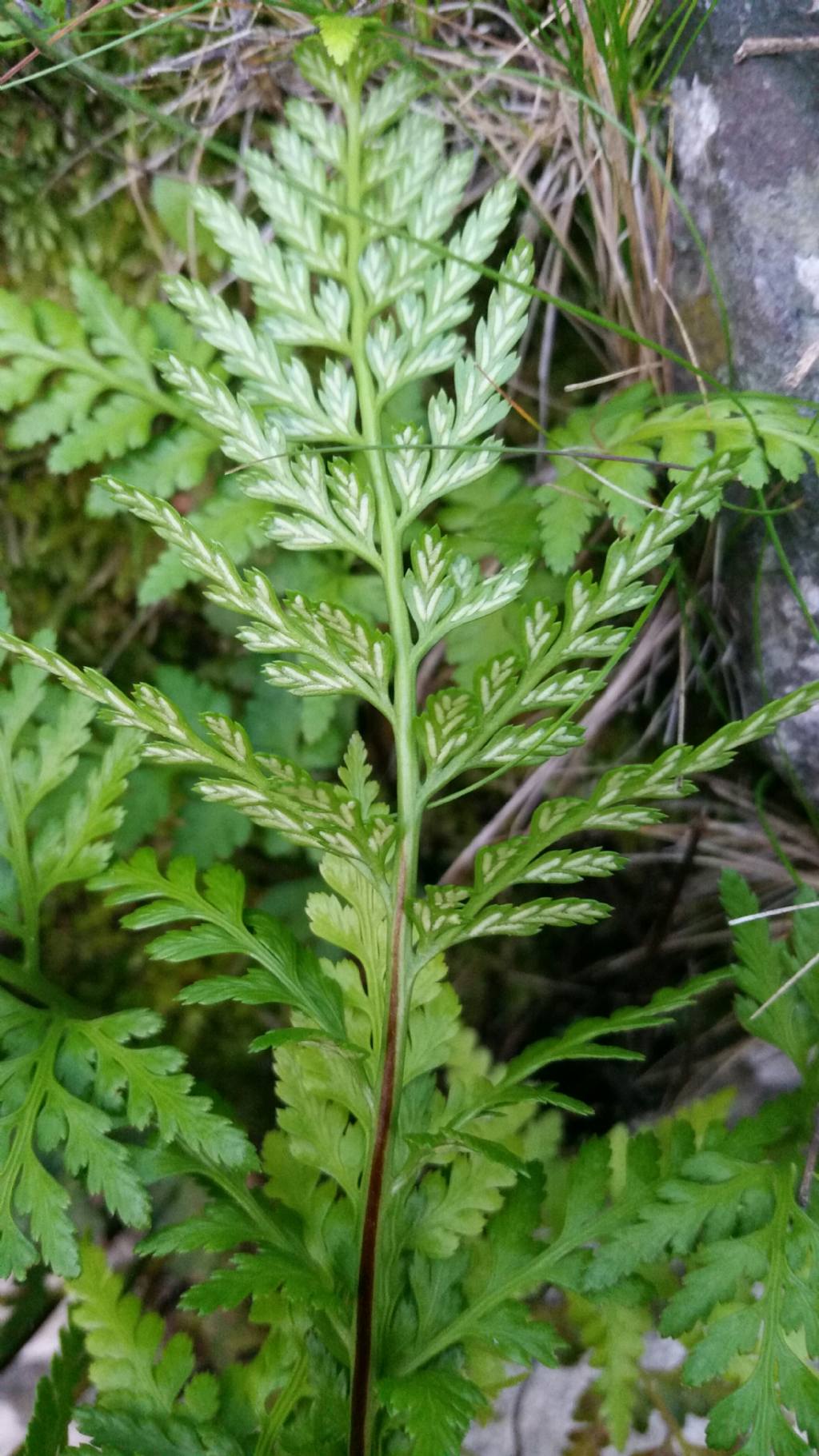 Asplenium onopteris  (Aspleniaceae)
