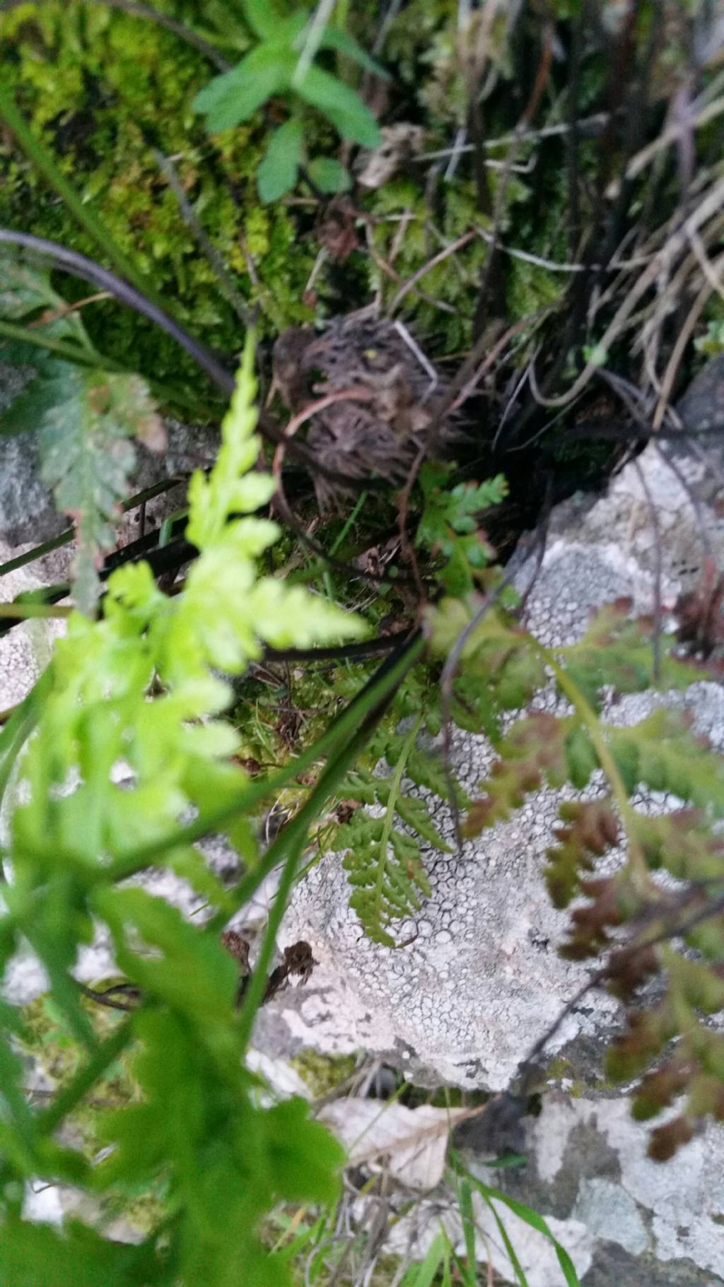 Asplenium onopteris  (Aspleniaceae)