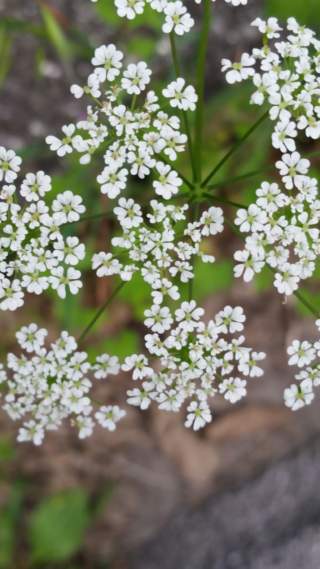 Apiaceae: cfr. Chaerophyllum temulum