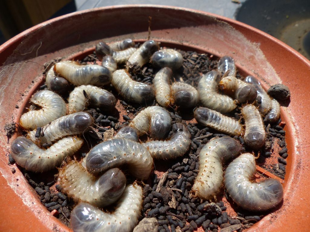 larve nel vaso: Cetoniidae