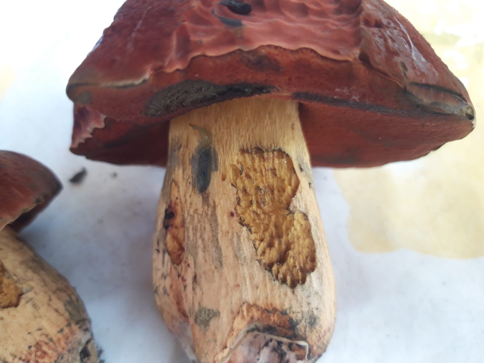 Boletus da detrminare