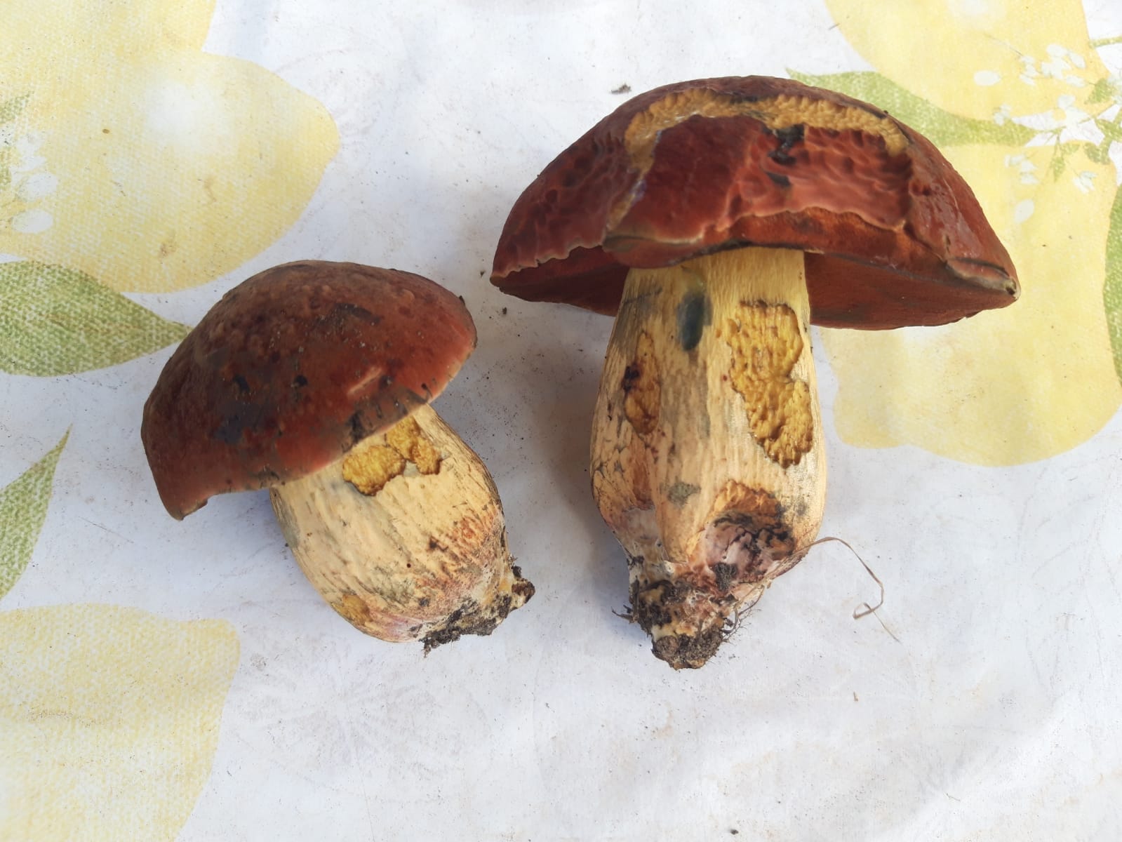 Boletus da detrminare