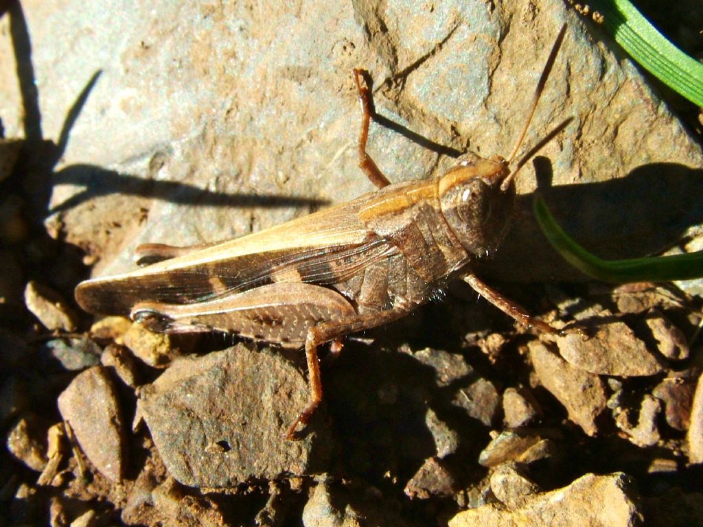 Calliptamus? No. Aiolopus sp.