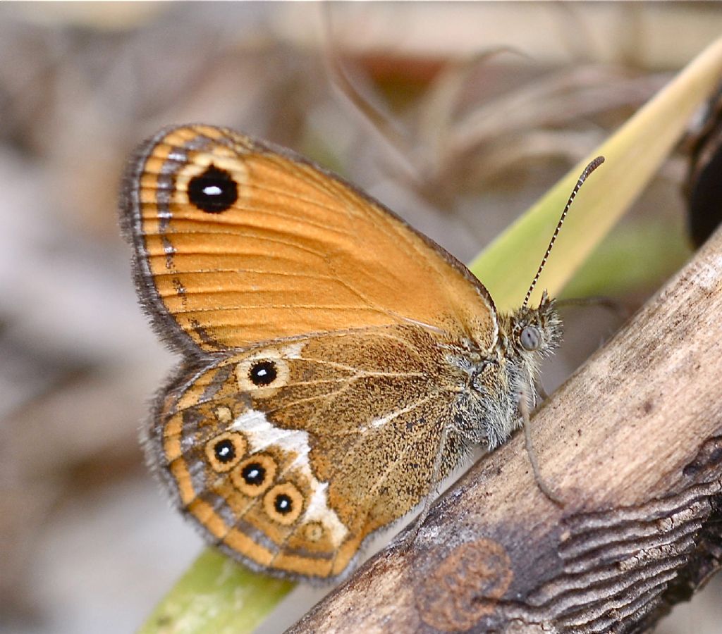 Coenonympha corinne