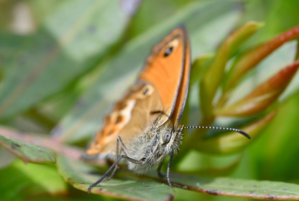 Coenonympha corinne