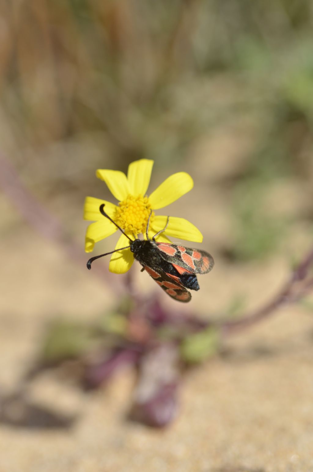 Zygaena orana