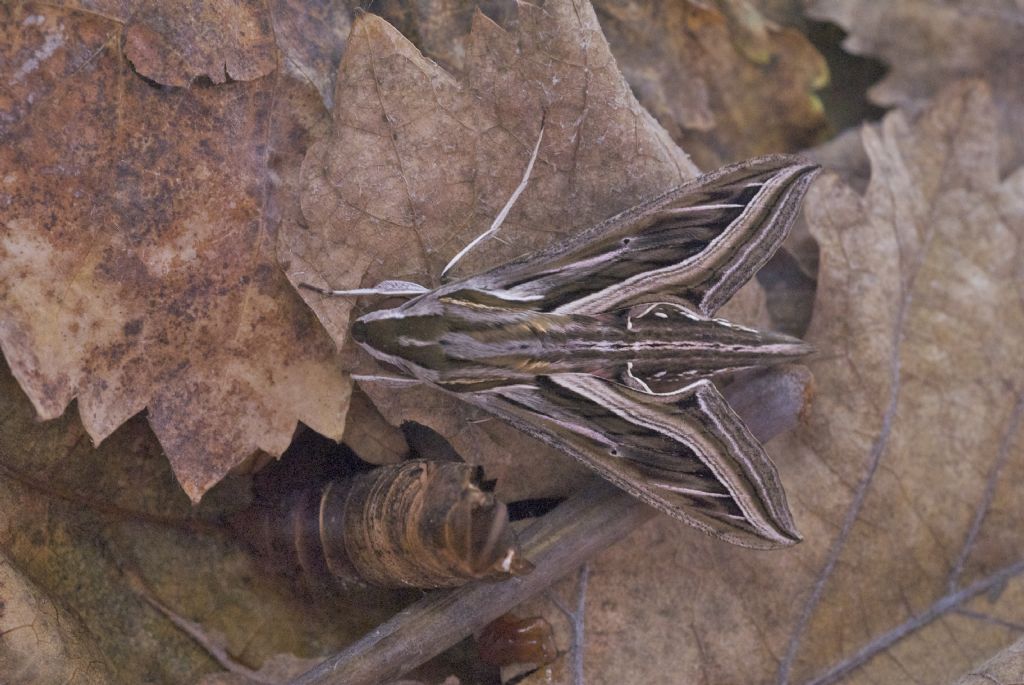 Hippotion celerio
