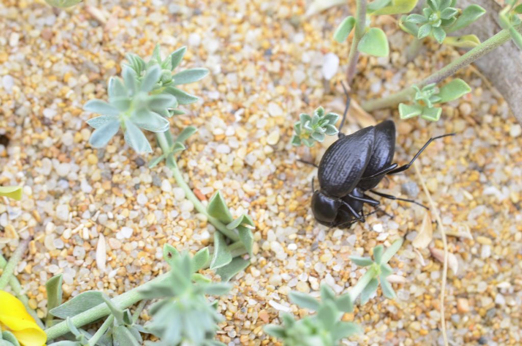 Tentyria ramburi rugosa? No, T. ligurica confusa, Tenebrionidae