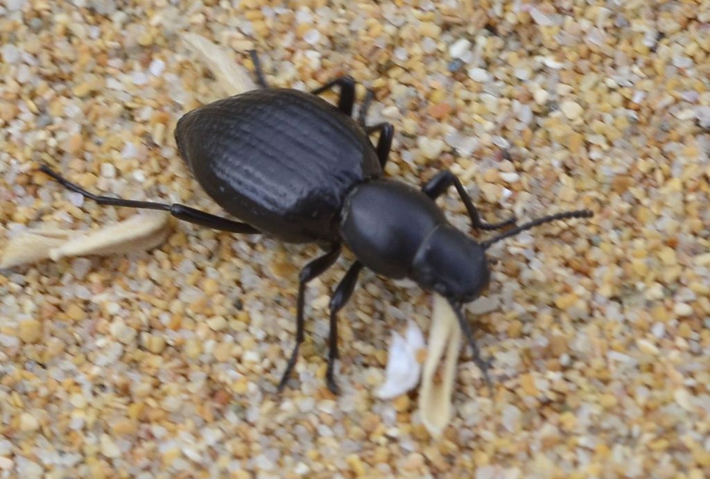 Tentyria ramburi rugosa? No, T. ligurica confusa, Tenebrionidae