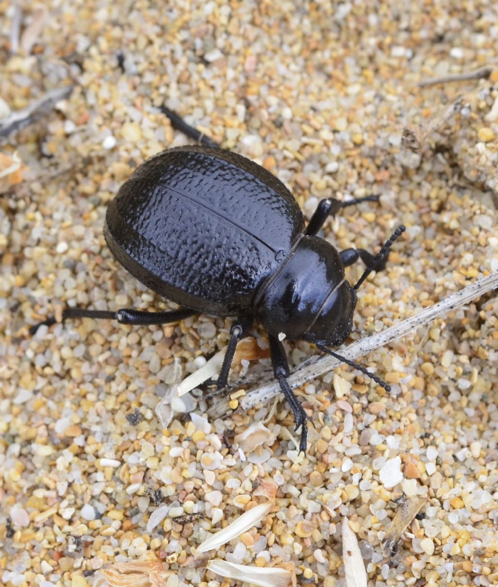 Tenebrionidae: Pimelia payraudi?  No, Pimelia goryi goryi