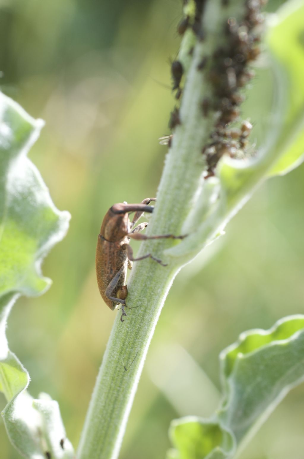 Curculionidae:   Lixus angustatus?  No, Lixus punctiventris