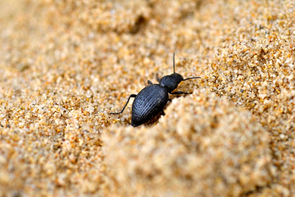 Tentyria rugosa floresii.....   No, Tentyria ligurica confusa