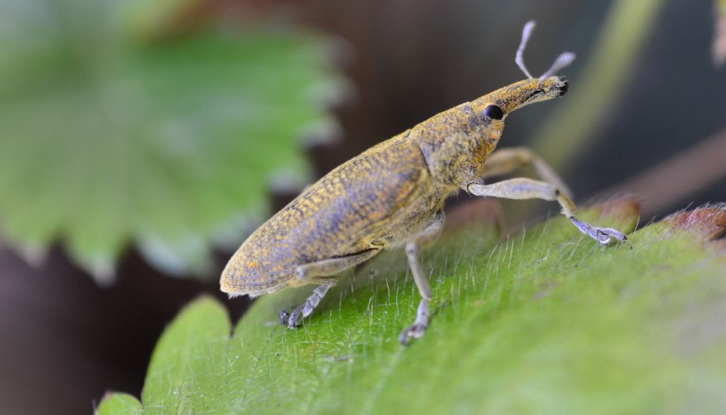 Curculiondae:  Lixus (Dilixellus) pulverulentus, maschio