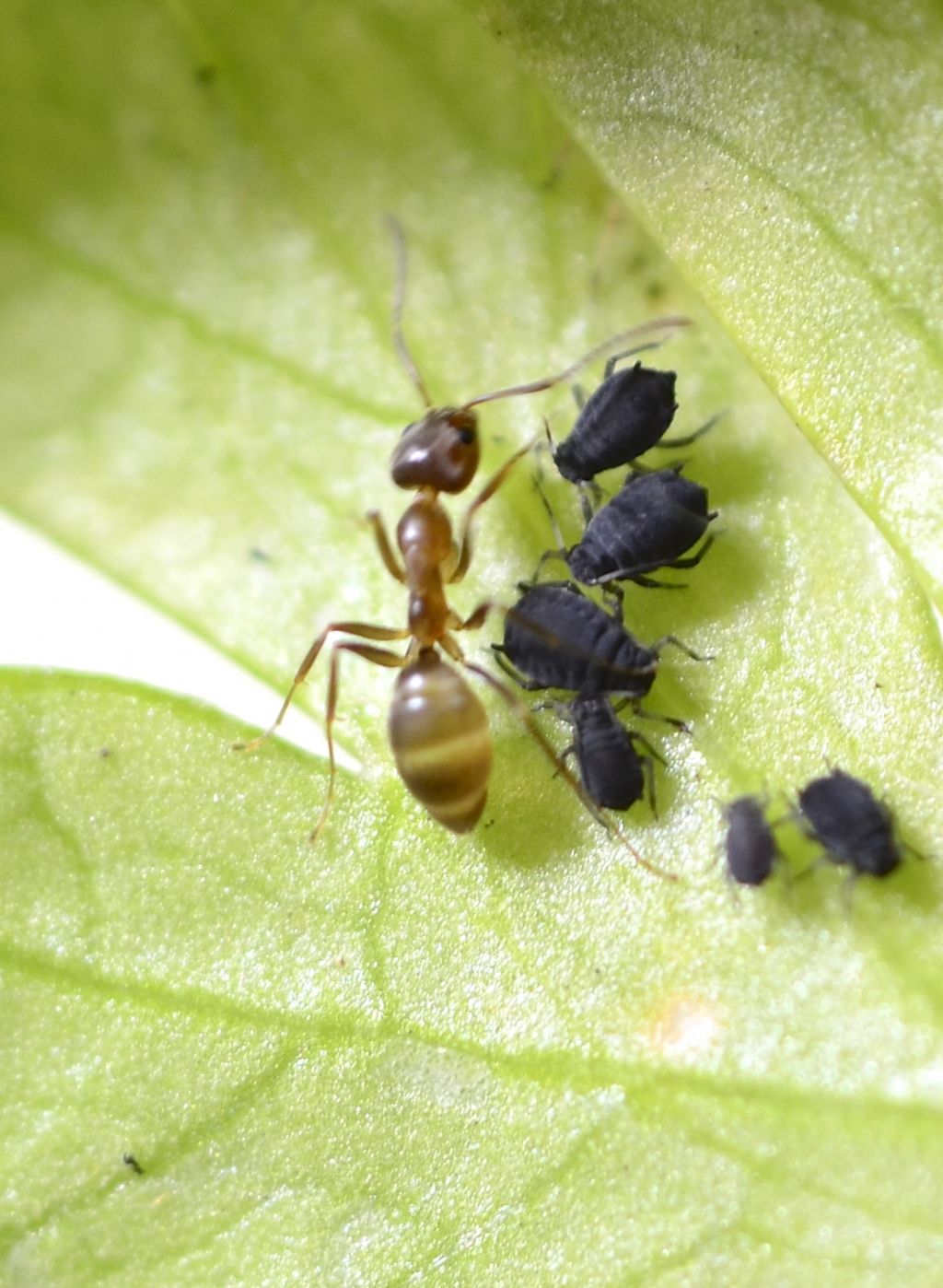 Plagiolepsis pygmaea?  No, Linepithema humile