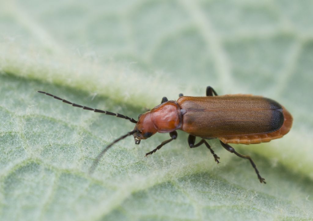 Cantharidae:  Rhagonycha chlorotica