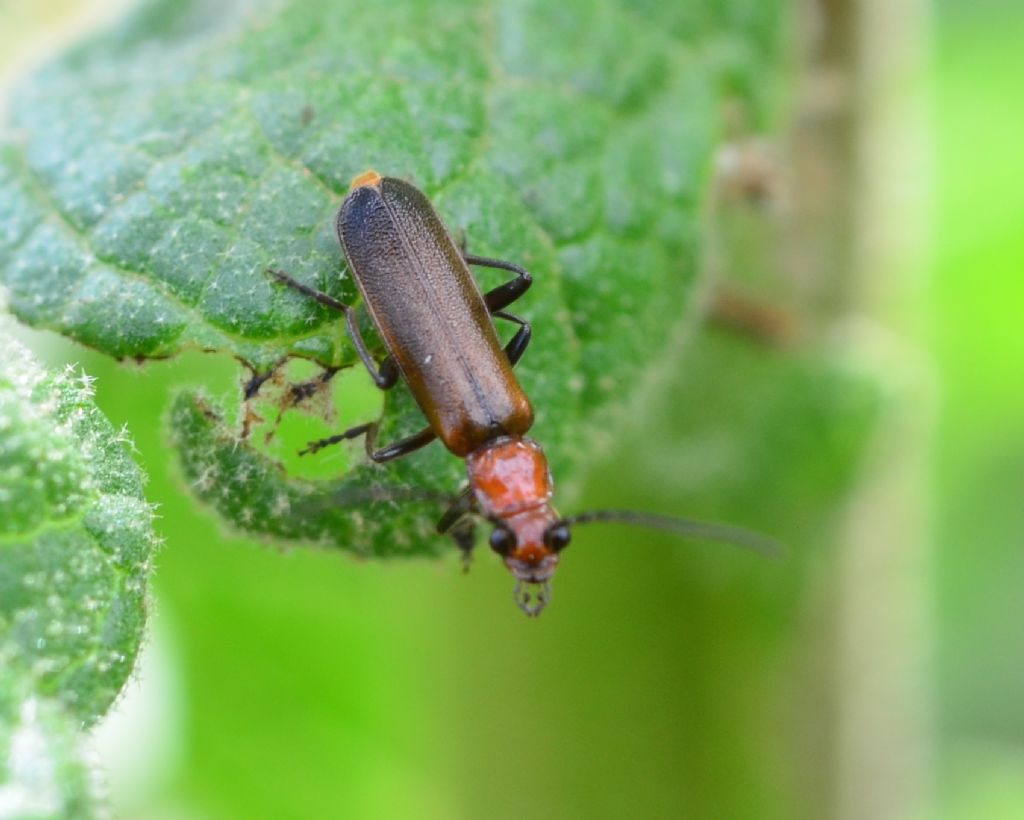 Cantharidae:  Rhagonycha chlorotica