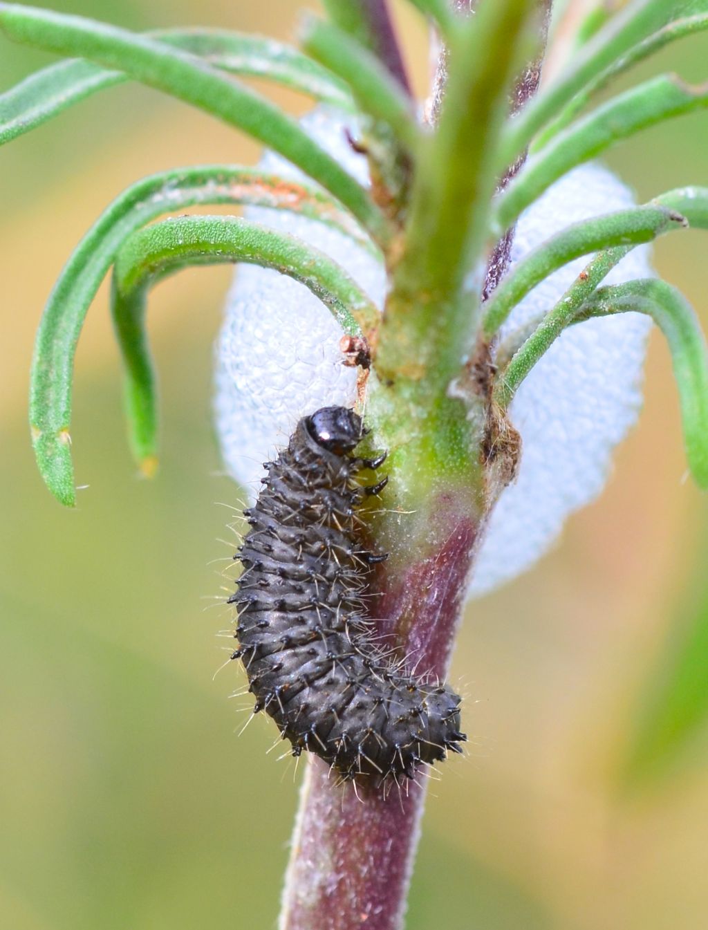 Chrysomelidae: larva di Galeruca sp.