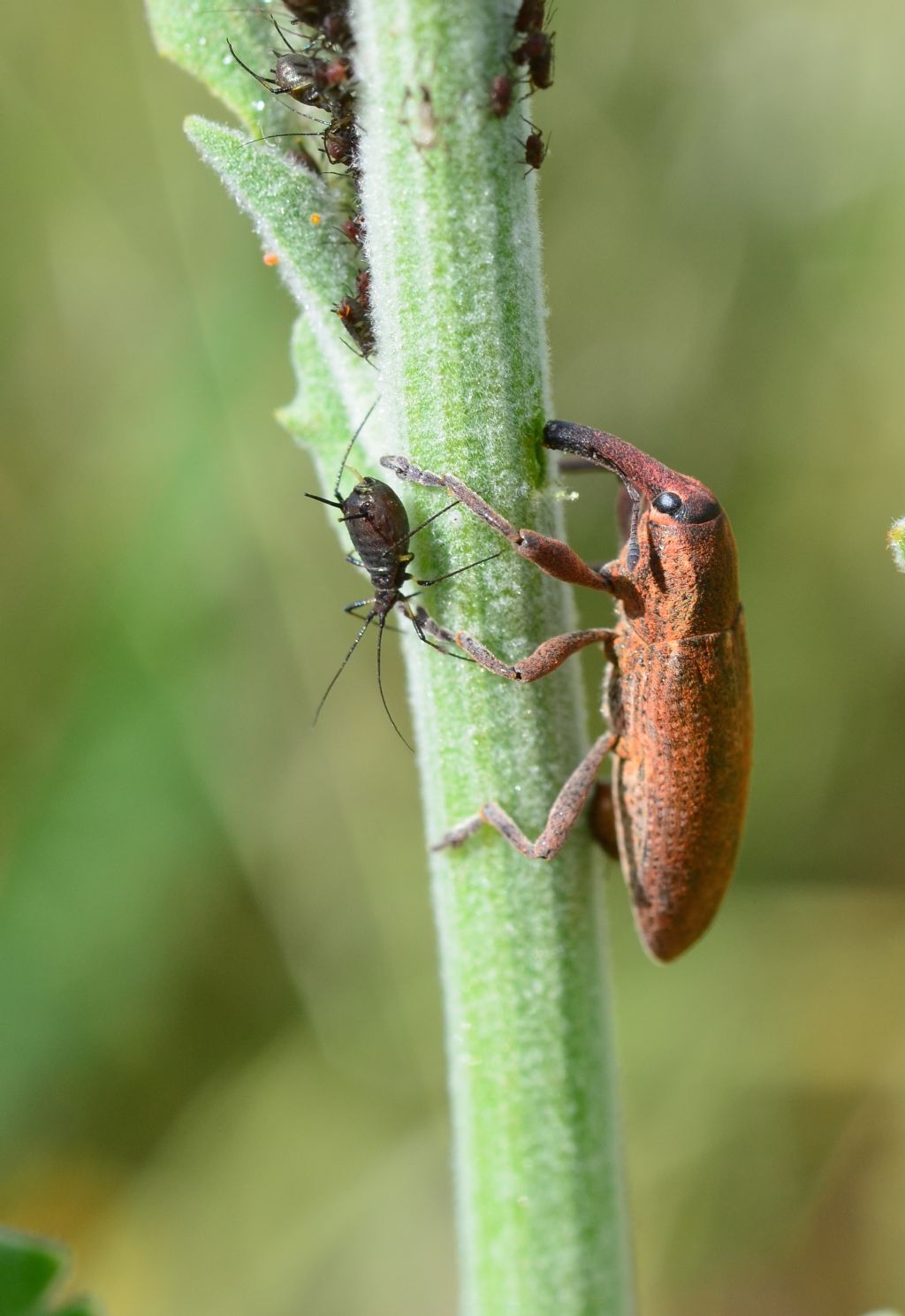 Curculionidae:   Lixus angustatus?  No, Lixus punctiventris