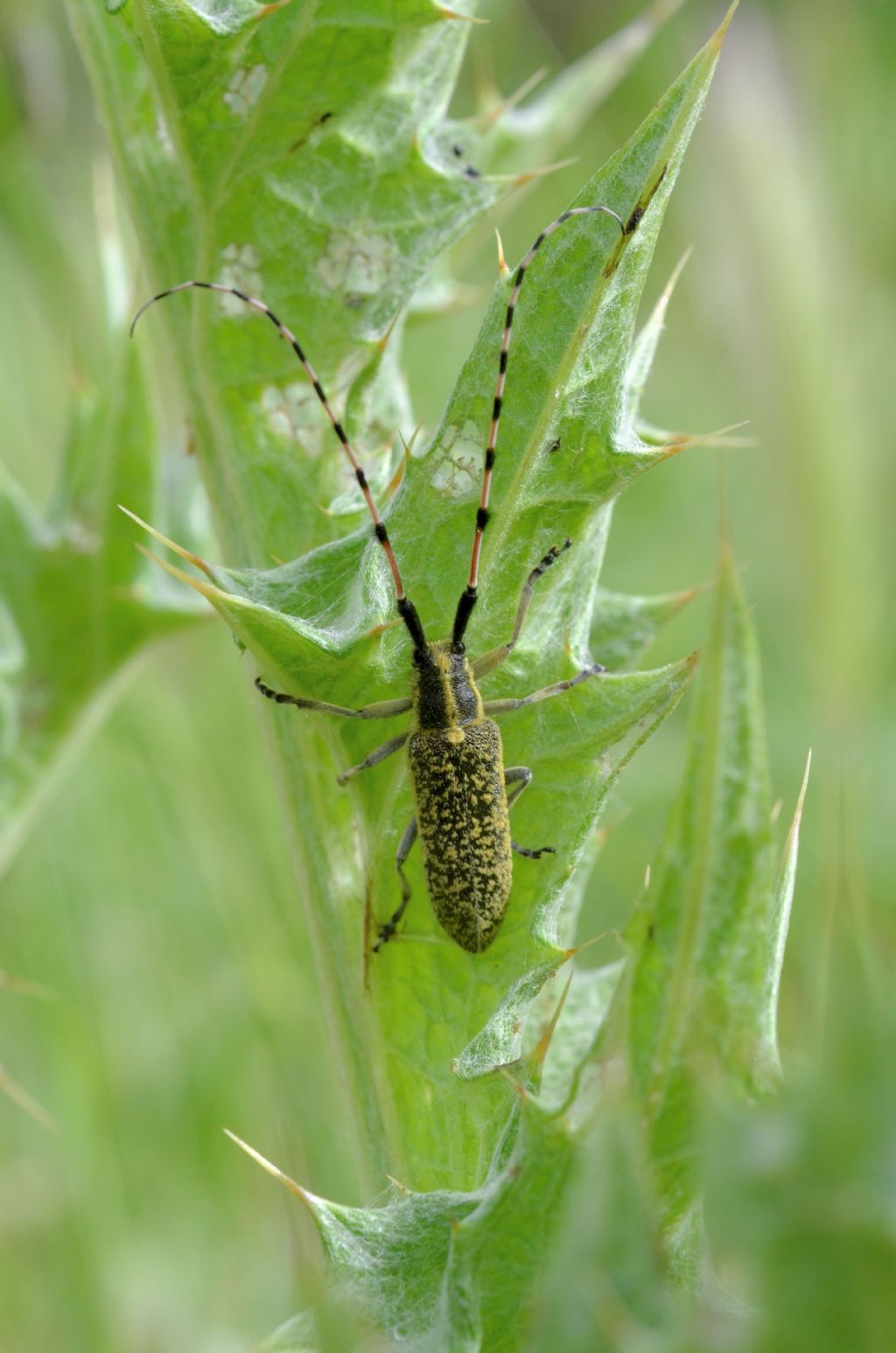 Agaphantia dahli?  No, Agapanthia sicula malmerendi