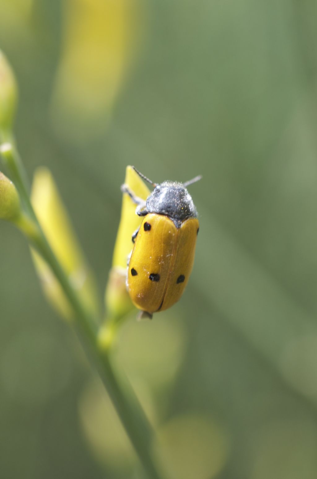 Tituboea biguttata. No! Lachnaia italica