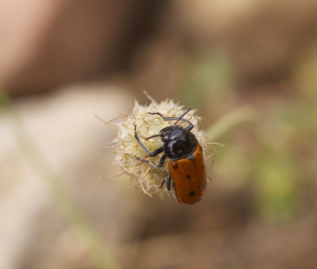 Tituboea biguttata. No! Lachnaia italica