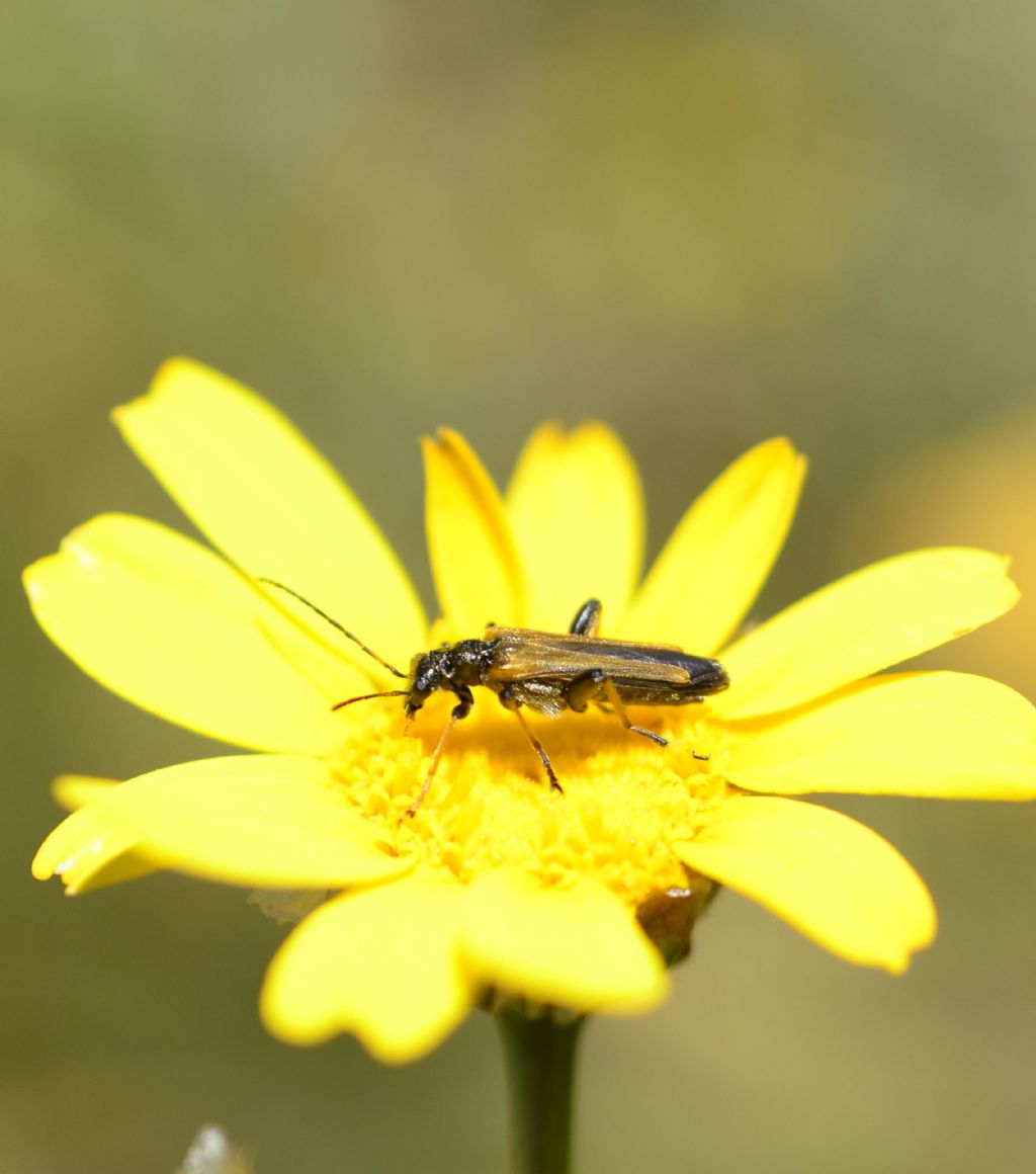 Stenopterus rufus (Cerambycidae) e Oedemera simplex, maschio (Oedemeridae)