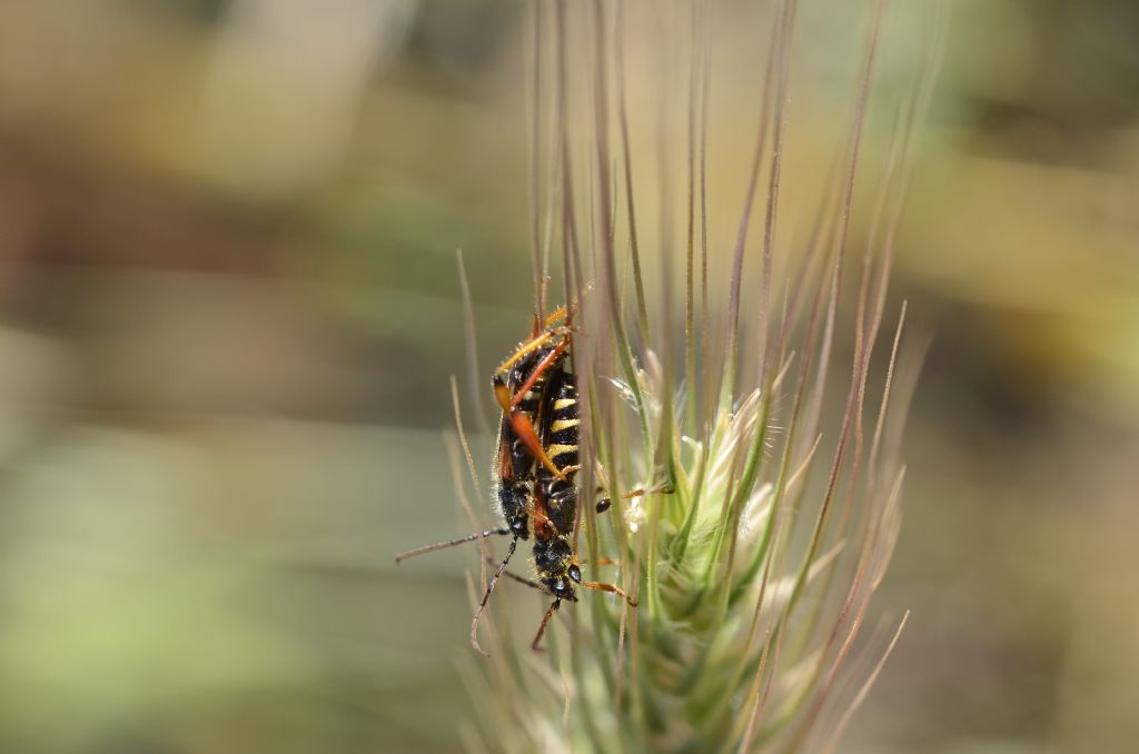 Stenopterus rufus (Cerambycidae) e Oedemera simplex, maschio (Oedemeridae)