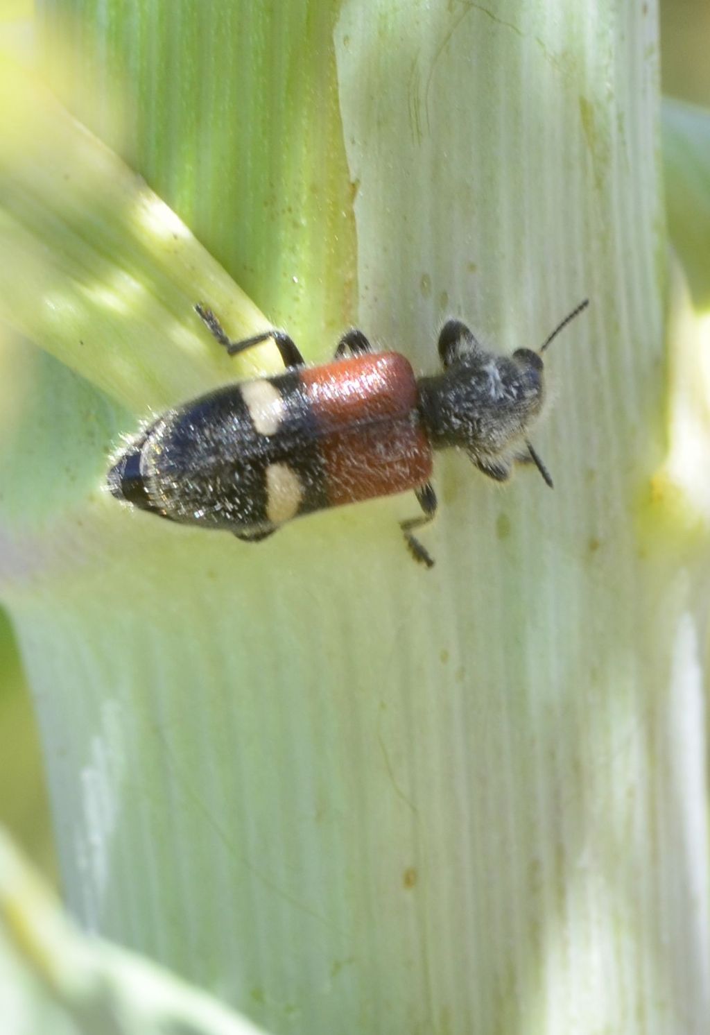 Cleridae: Tilloidea transversalis