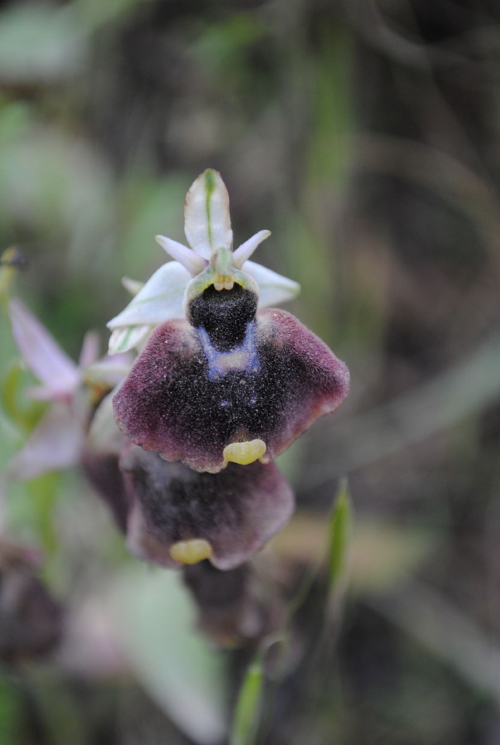 Ophrys chestermanii