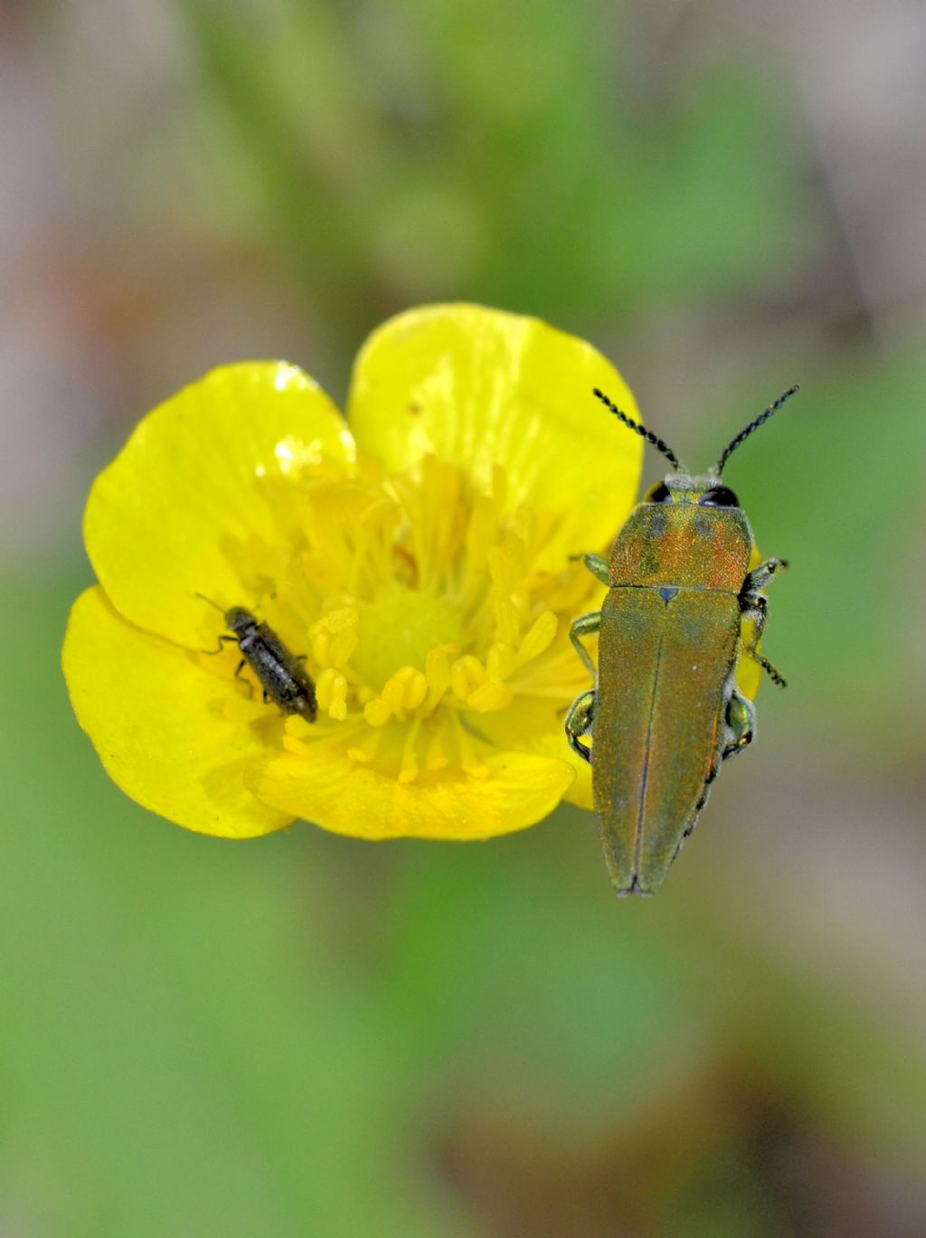 Buprestidae da confermare:  Anthaxia hungarica hungarica