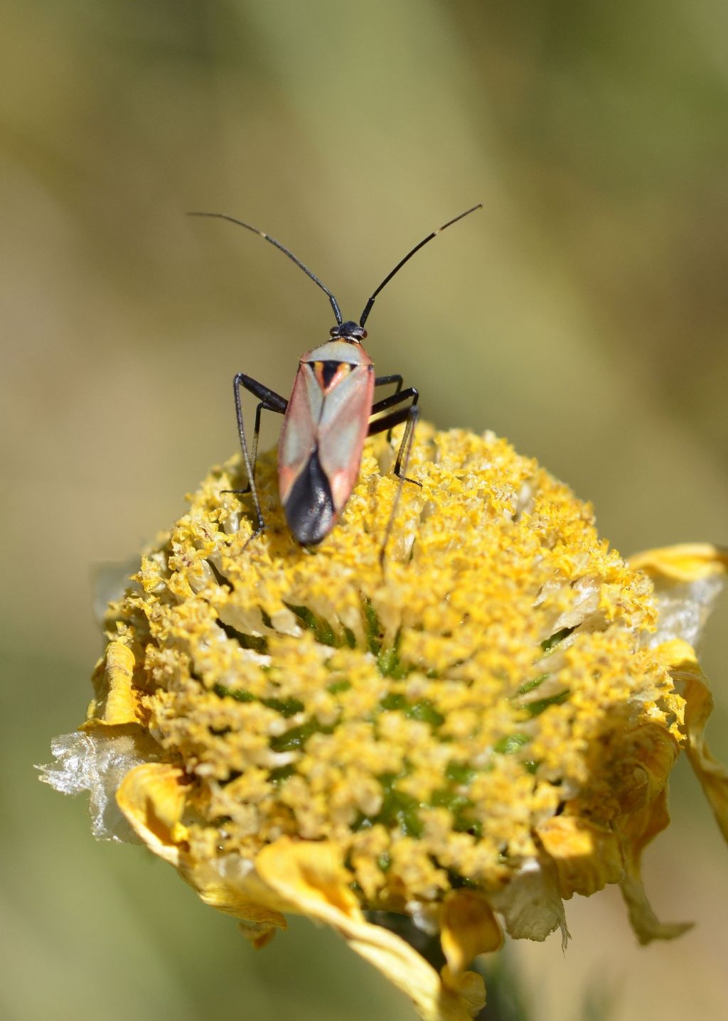 Miridae: forma di Calocoris nemoralis?  S !