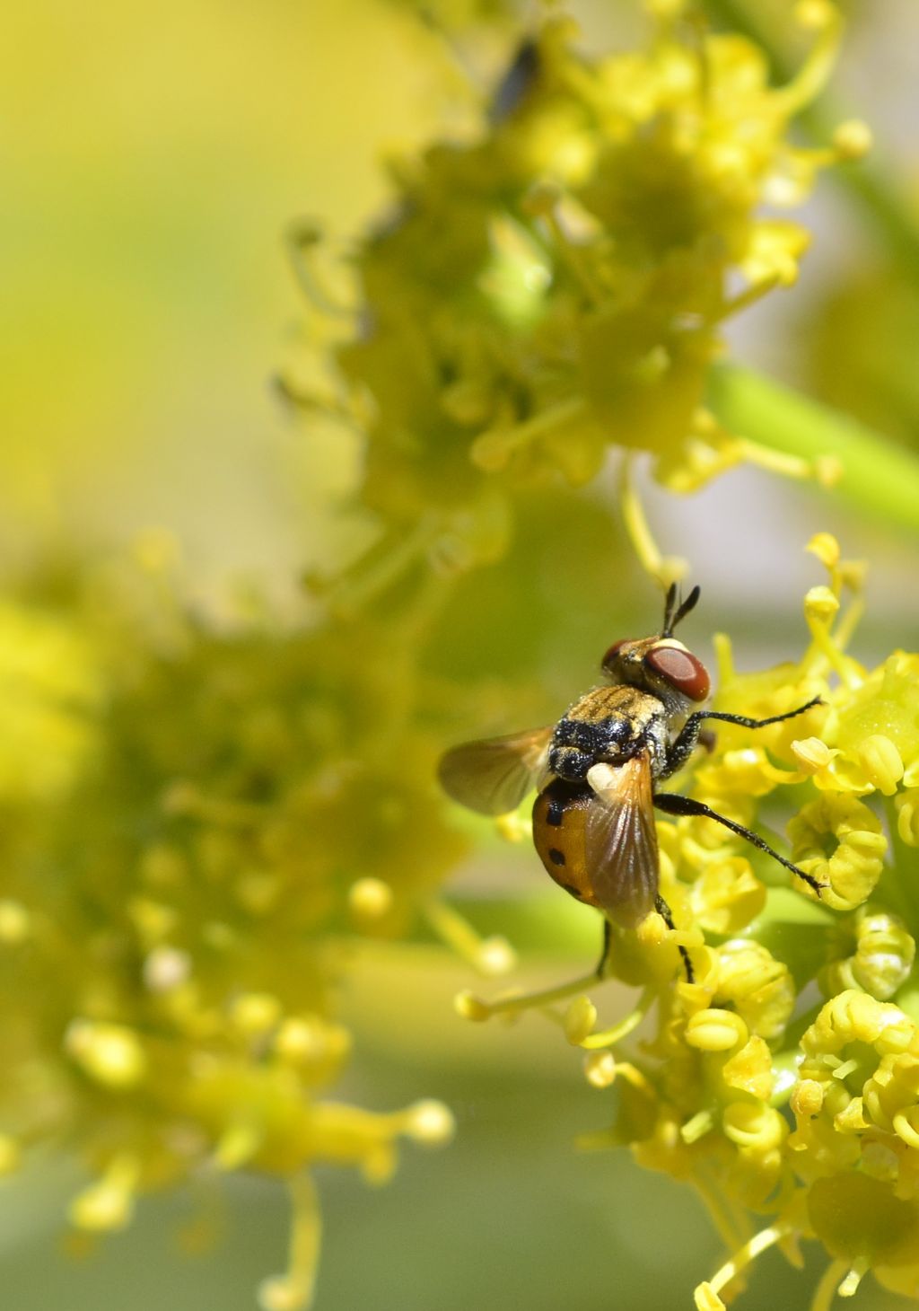 Tachinidae? Si, Gymnosoma sp.