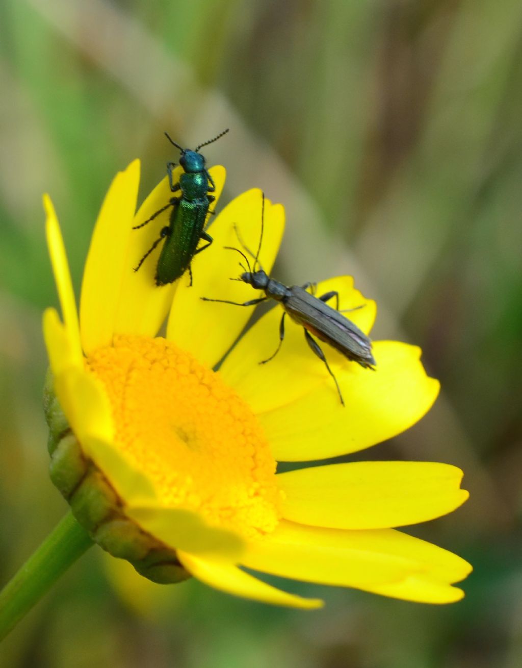 Psilothrix viridicoerulea ed Oedemera crassipes, maschio