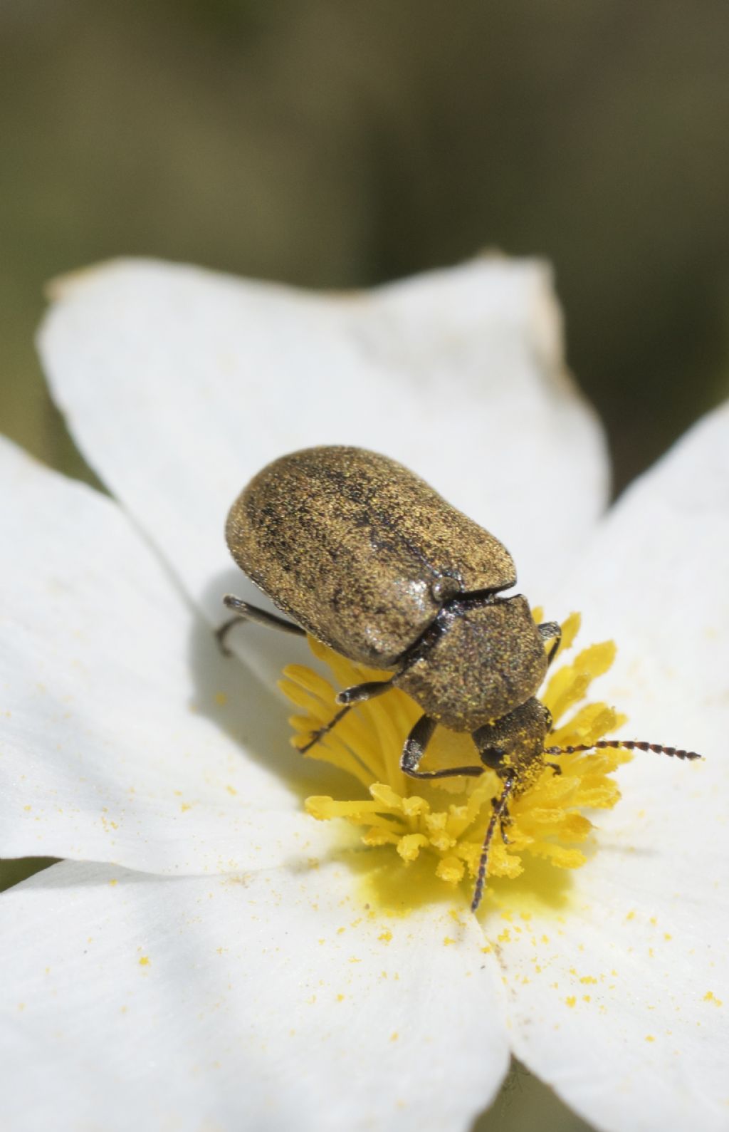 Mycteridae: Mycterus umbellatarum, femmina