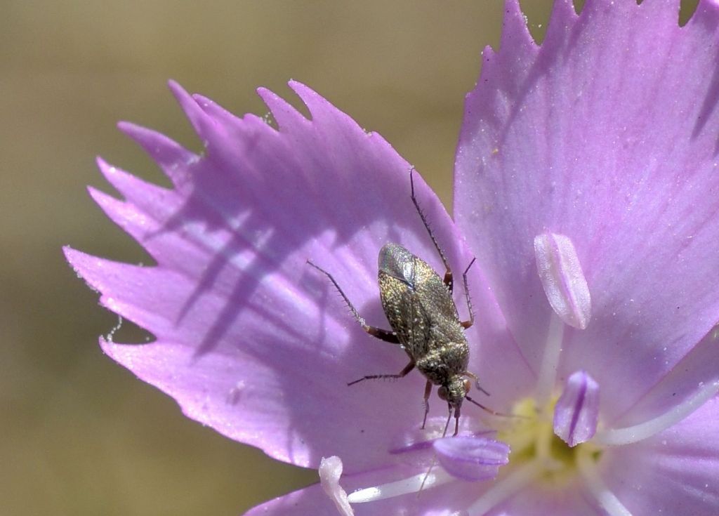 DA confermare:Miridae: Lepidargyrus ancorifer