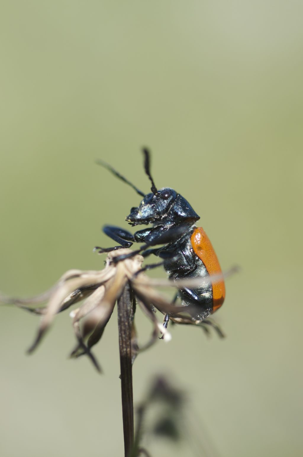 dubbio tra Labidostomis taxicornis e Lachnaia paradoxa