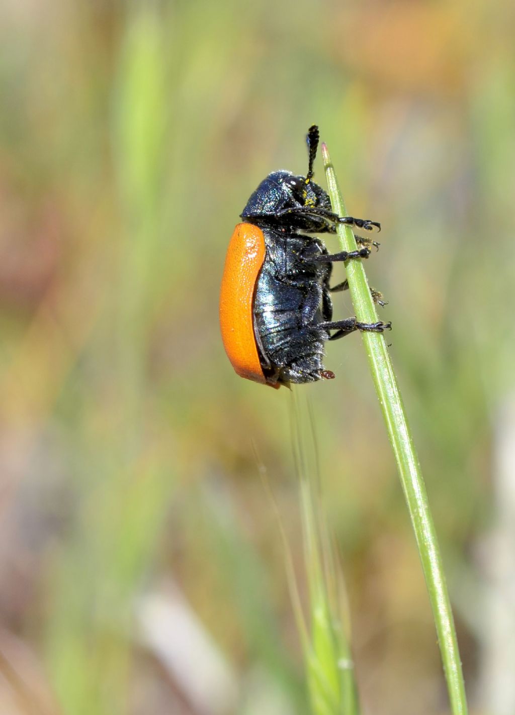 dubbio tra Labidostomis taxicornis e Lachnaia paradoxa