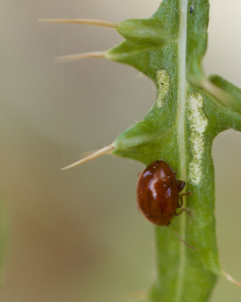 Chrysomelidae: Spheroderma rubidum