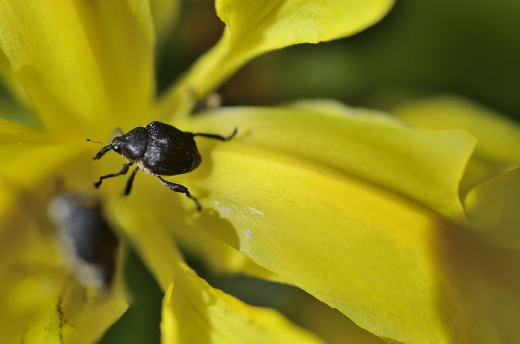 Curculiondae: Mononychus punctumalbum