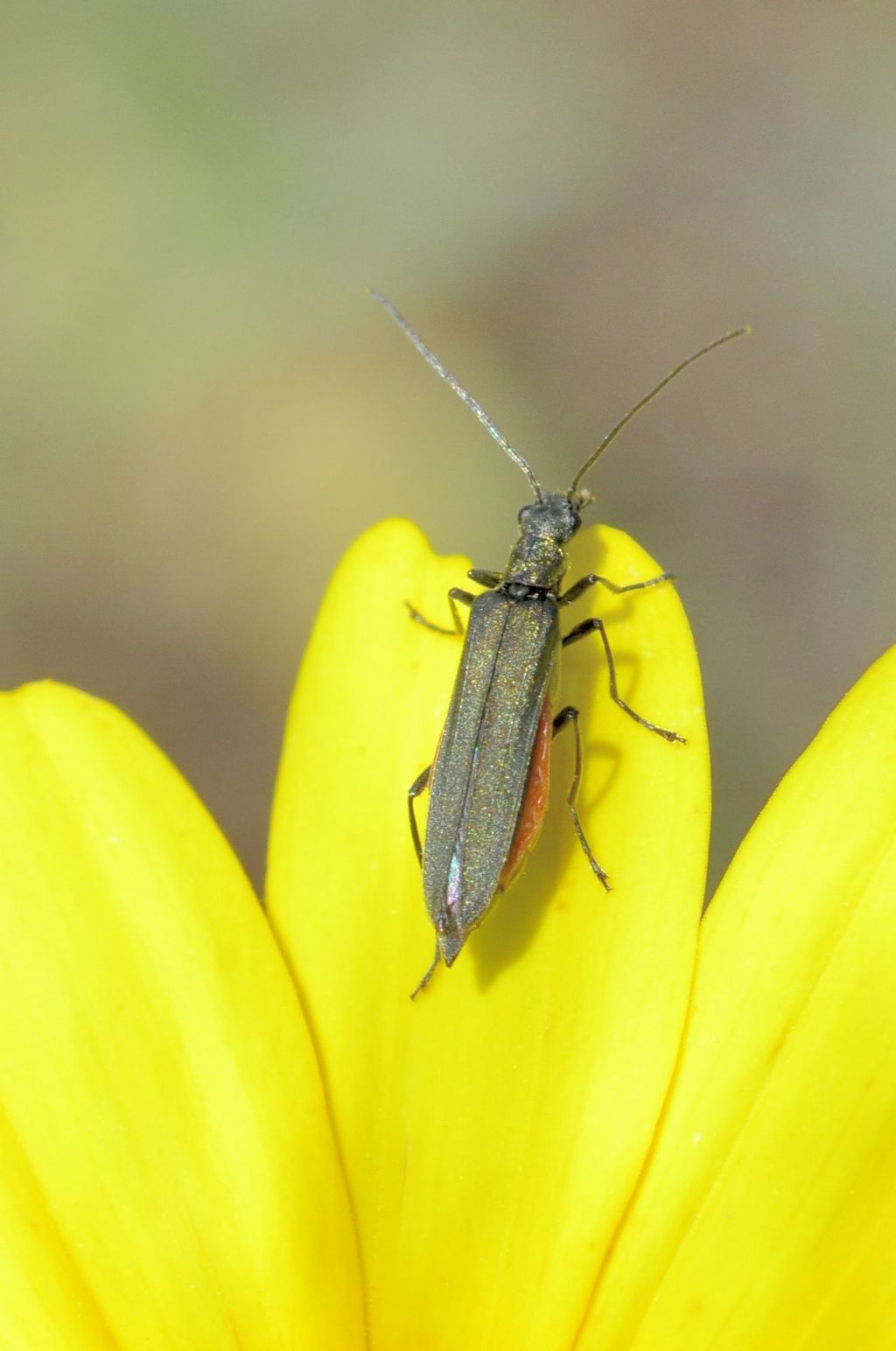 Oedemera cf. crassipes? Sì.